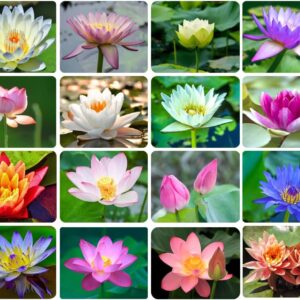 30PCS Bowl Lotus Seeds Bonsai Lotus Seeds for Planting Water Lily Flower Aquatic Plants Seeds Pond Plants Non GMO Home Garden Plant Seeds Flowering Aquatic Bonsai Plant (Nelumbo)