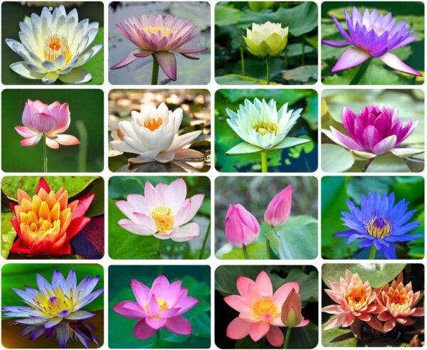 30PCS Bowl Lotus Seeds Bonsai Lotus Seeds for Planting Water Lily Flower Aquatic Plants Seeds Pond Plants Non GMO Home Garden Plant Seeds Flowering Aquatic Bonsai Plant (Nelumbo)