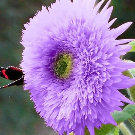 50pcs Rare Purple Teddy Bear Sunflower Seeds for Planting - Stunning Home Garden Blooms Non GMO Heirloom Garden - Planting Instructions for Easy Grow - Great Gardening Gifts