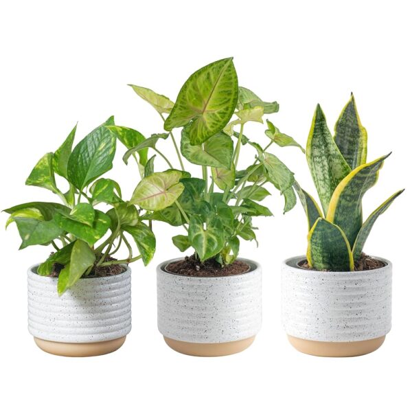 Costa Farms Live Plants (3 Pack), Easy to Grow Real Indoor Houseplants, Air Purifying Plants, Grower's Choice in Home Décor Indoors Plant Pots, New House Gift or Room Décor