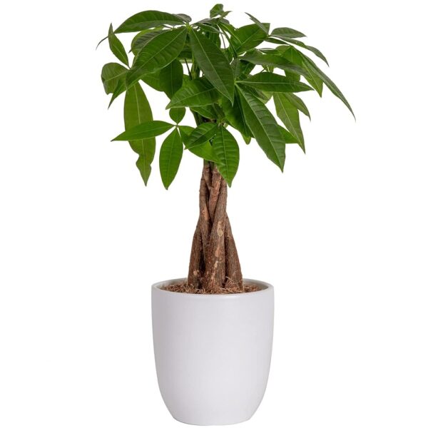 Costa Farms Money Tree, Easy Care Indoor Plant, Live Houseplant in Ceramic Planter Pot, Bonsai Potted in Potting Soil, Home Décor, Birthday Gift, New Home Gift, Outdoor Garden...