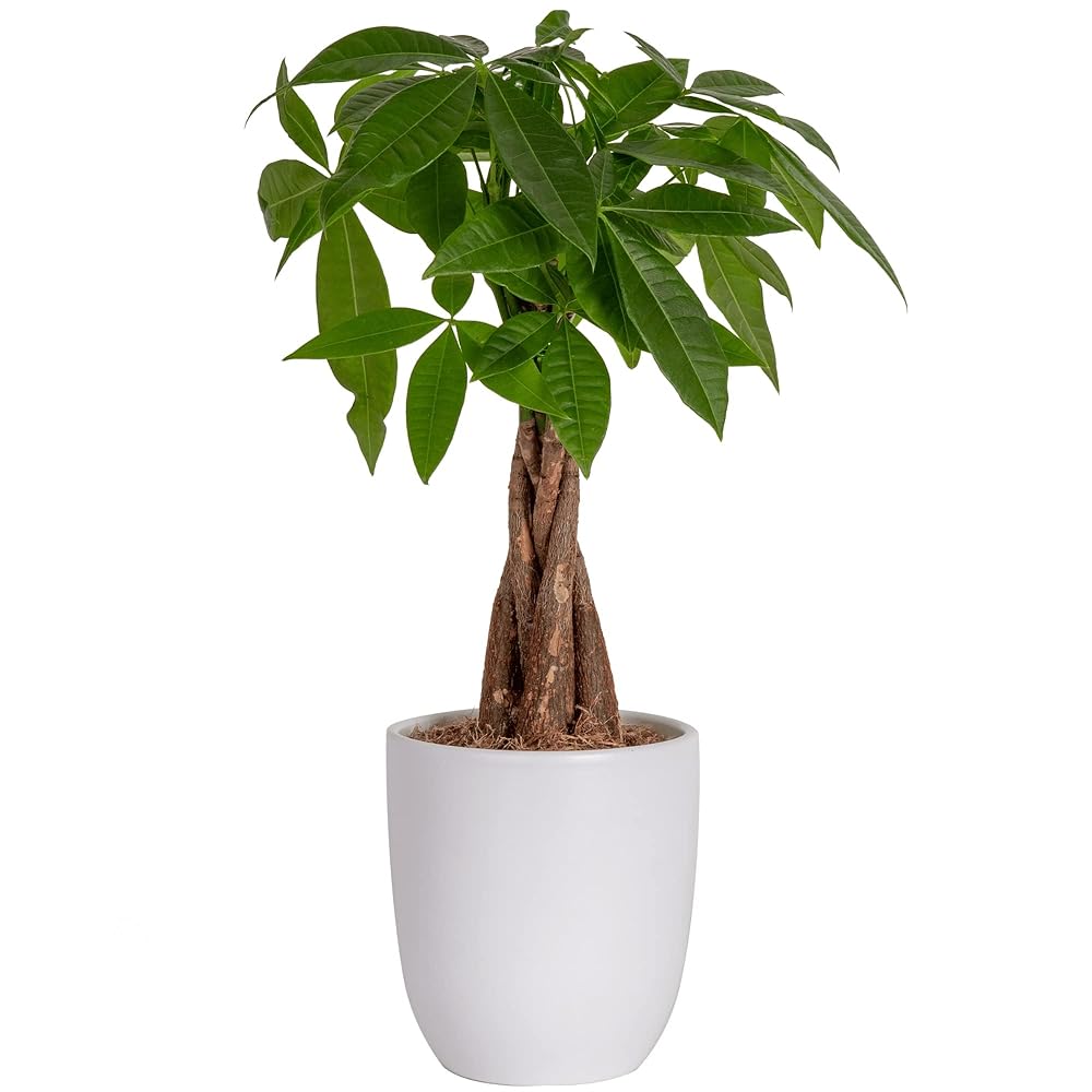 Costa Farms Money Tree, Easy Care Indoor Plant, Live Houseplant in Ceramic Planter Pot, Bonsai Potted in Potting Soil, Home Décor, Birthday Gift, New Home Gift, Outdoor Garden...