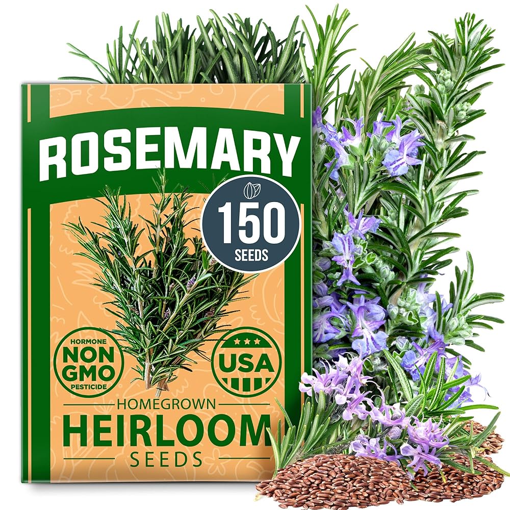 HOME GROWN Rosemary Seeds Bulk Pack - 150 High Germinating Non-GMO Heirloom Culinary Herb Seeds for Planting in Indoor or Outdoor Herb Gardens - USA Sourced (Salvia rosmarinus)