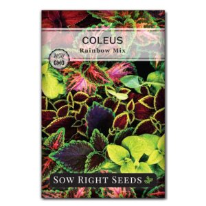 Sow Right Seeds - Coleus Rainbow Mix Seeds for Planting - Beautiful Flowers to Plant in a Home Garden - Indoors or Outdoors - Non-GMO Heirloom Seeds - Attractive & Colorful -...