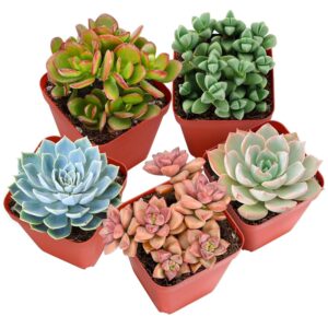 Sprout N Green Live Succulent Plants, 5 Pack Assorted Real Succulents Potted in 2" Starter Pot with Soil Mix, Rare Small Indoor House Plants for Home Garden Wedding Decor Party...